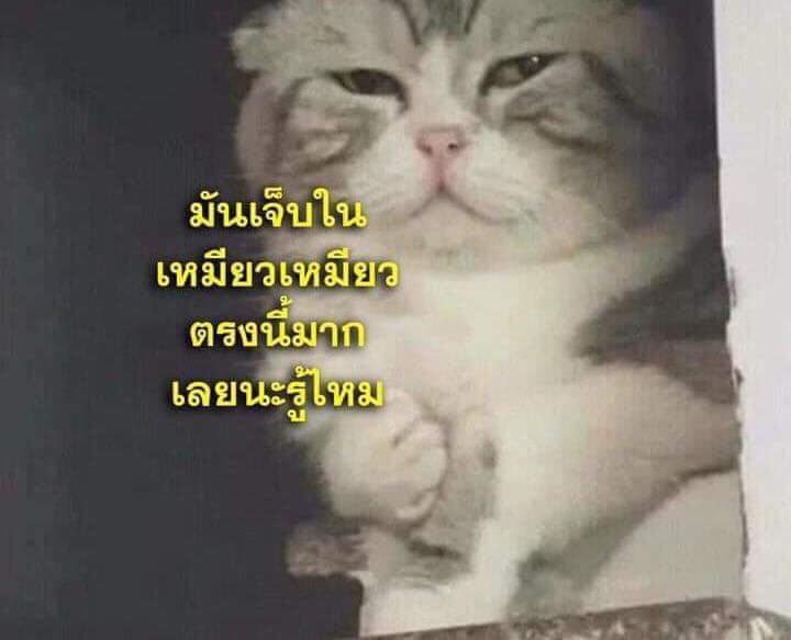 โฟล์คอิน rest tweet media