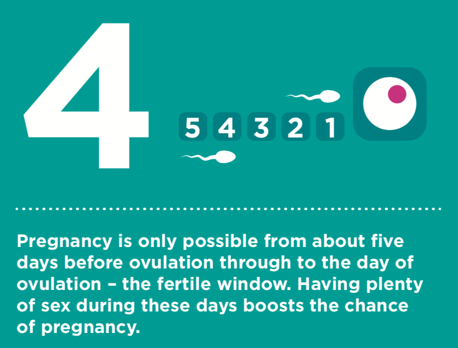 1/5 Fertility Education. Point 4 of our fertility education poster is about the fertile window which is the time a woman can get pregnant. Once ovulated, the egg only stays viable for about 24 hours. But sperm deposited in the female reproductive tract can survive for ....