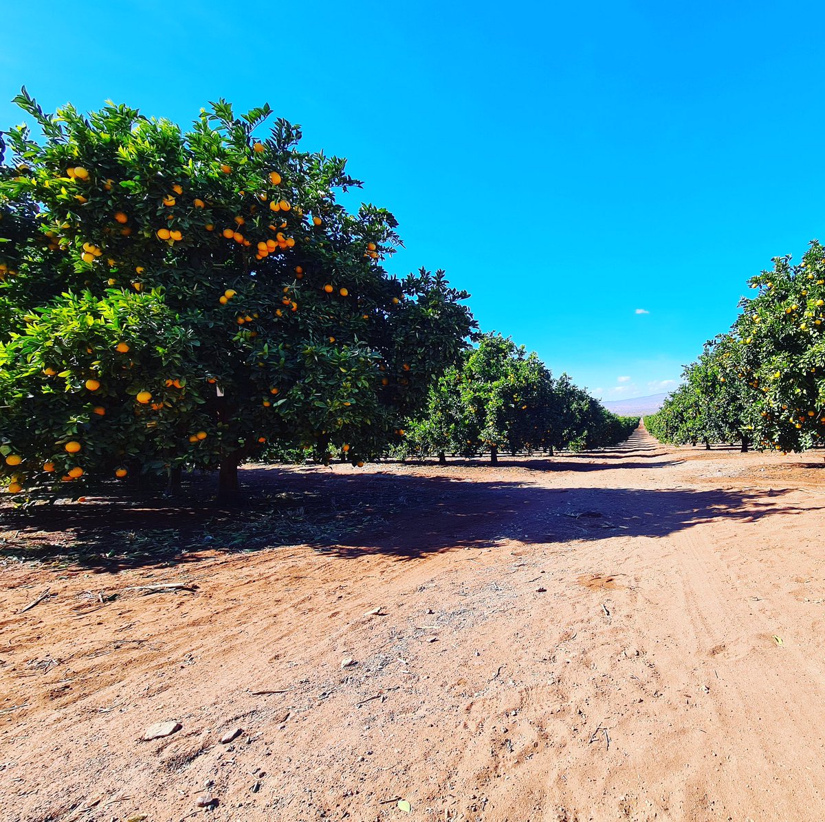 Jupiter__Group's tweet photo. ☀️ 🍊 Another sensational South African Sunday for our growing citrus.
Jupiter grown Valencia oranges benefit from the ideal growing conditions on our farm in the Western Cape.
#Citrus #freshfruit #produce #freshproduce #orange #oranges #freshorange #valencia #valenciaorange https://t.co/KmJb5pyO1C