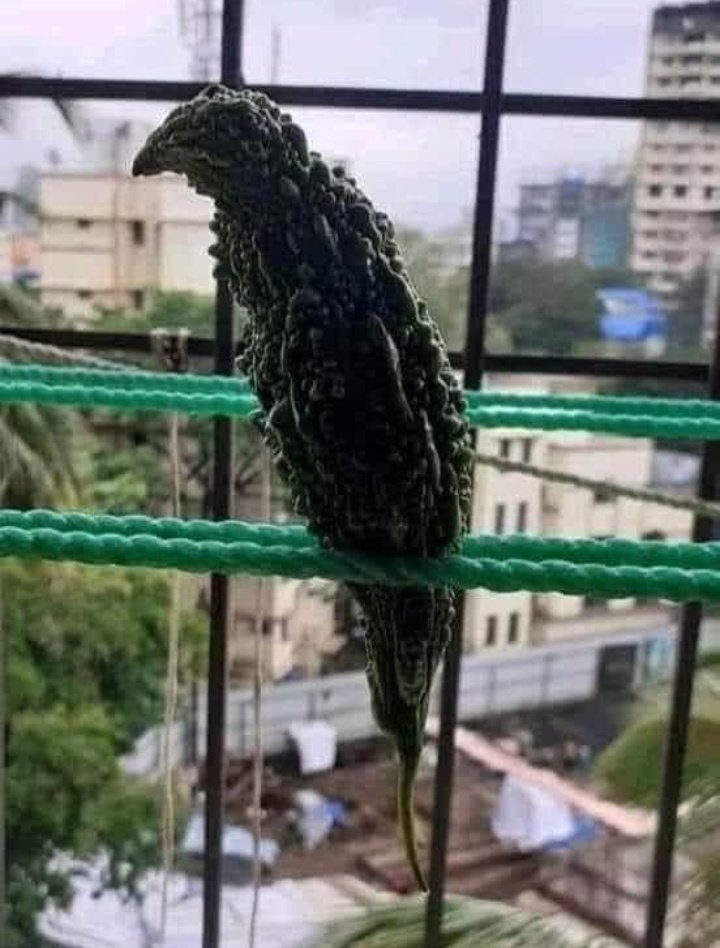 اس پرندہ کو کون پہچانتا ھے نام لکھیں 🧐