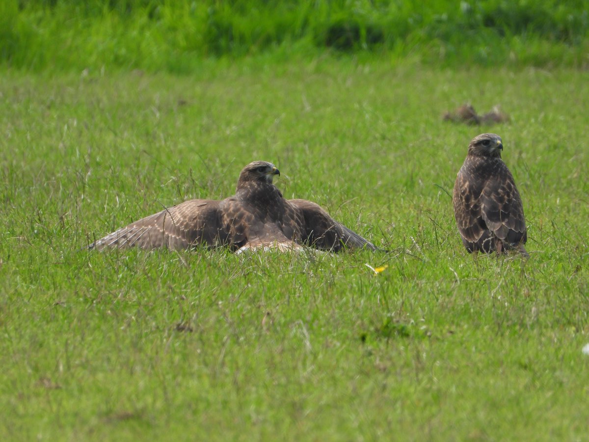 wandelJul's tweet photo. #Roofvogels Ja, dan moet je je prooi beschermen... https://t.co/wyNoF3EYIR