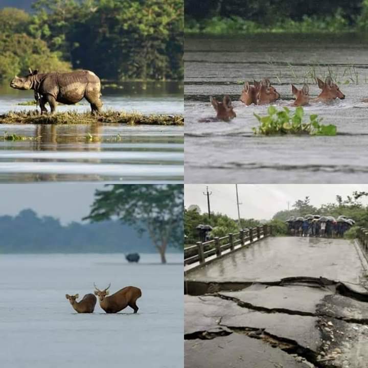 RajeshS69996207's tweet photo. @CarryMinati 😥#Pray_for_Assam🙏
KAZIRANGA FLOOD SITUATION: https://t.co/FsYRReD20F