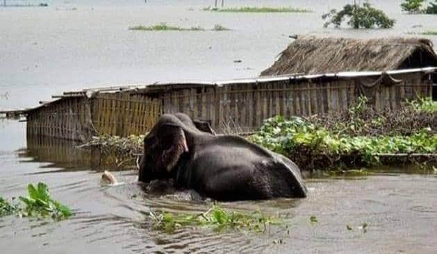 RajeshS69996207's tweet photo. @CarryMinati 😥#Pray_for_Assam🙏
KAZIRANGA FLOOD SITUATION: https://t.co/FsYRReD20F