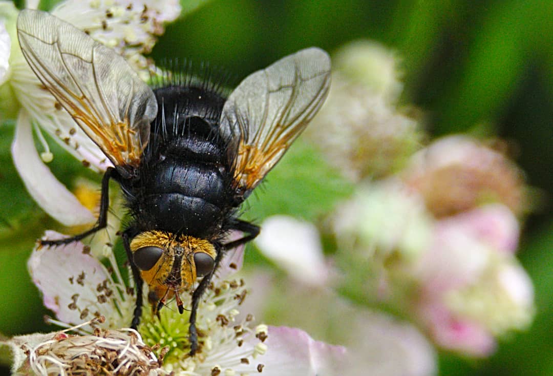Kayleighhunt's tweet photo. This bad boy is very aptly named the Giant tachinid fly. It is huuuge!

Females of this attractive yet slightly terrifying parasitic species lay their eggs on the larvae of certain moths, which eventually emere as adults from the host pupa. Not the friendliest but that's nature! https://t.co/wHNUadUoYR