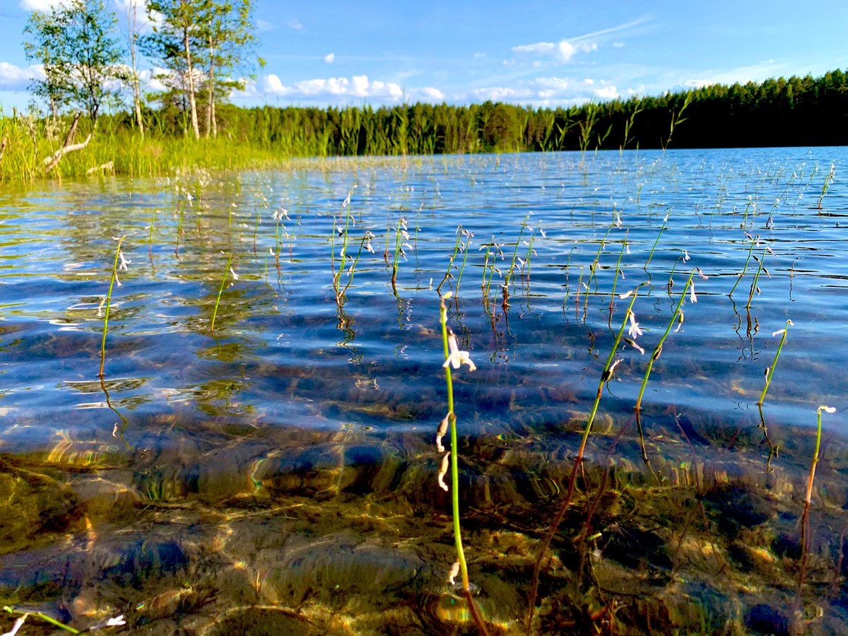 JarnoTu's tweet photo. 1/2 Vesikasvilajisto, niiden runsaus ja esiitymissyvyys kertovat paljon järven luonnonominaisuuksista ja ihmisen vaikutuksesta järven tilaan. #Nuottaruoho on karujen kangasmaiden järvien tyyppilaji ja huippuindikaattori hyvästä järven tilasta. #vesitatar #elonkirjo #suomenluonto https://t.co/9ry7dMue9j