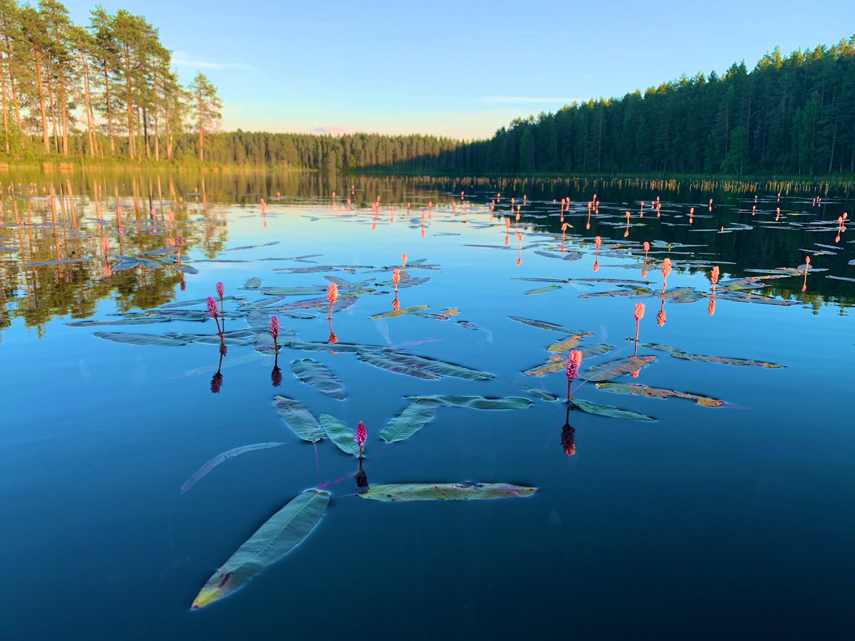 JarnoTu's tweet photo. 1/2 Vesikasvilajisto, niiden runsaus ja esiitymissyvyys kertovat paljon järven luonnonominaisuuksista ja ihmisen vaikutuksesta järven tilaan. #Nuottaruoho on karujen kangasmaiden järvien tyyppilaji ja huippuindikaattori hyvästä järven tilasta. #vesitatar #elonkirjo #suomenluonto https://t.co/9ry7dMue9j