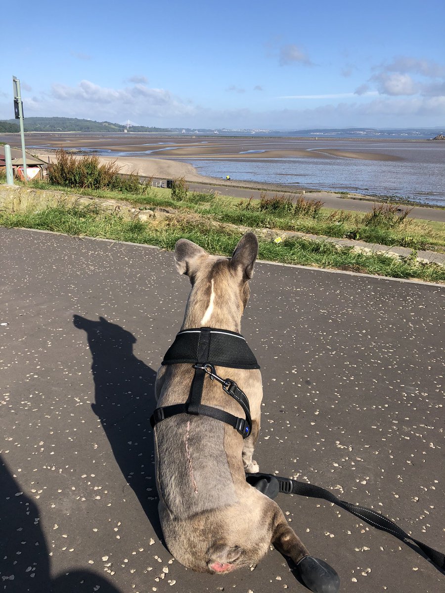 OfficialDinsey's tweet photo. One last walk down the beach. You’ve been a good boy Noel 💚 https://t.co/gJ5hAYjgYH