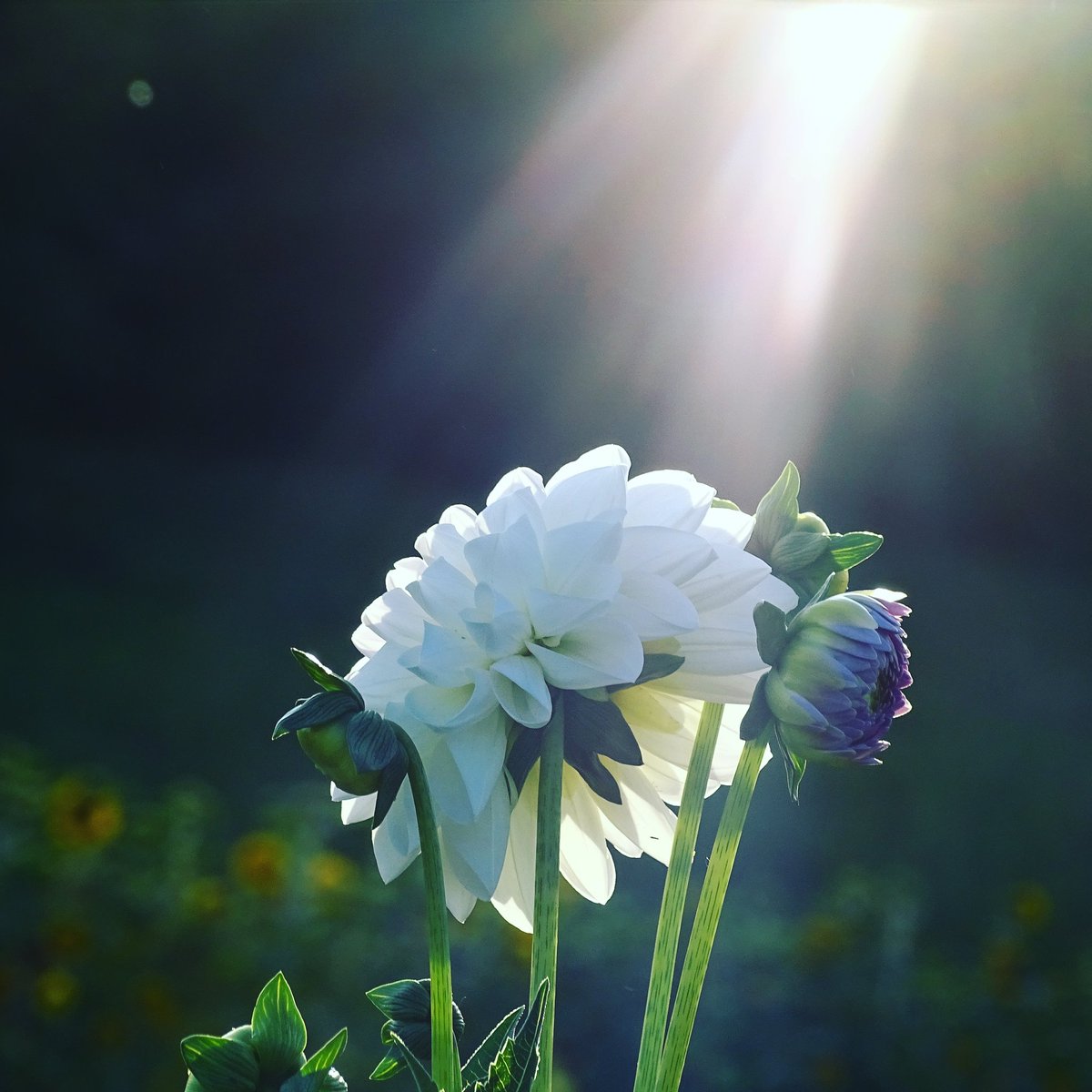 VolkerIrina's tweet photo. #makrofotografie #makro #nature #macrophotography #naturephotography #macro #natur #naturfotografie #photography #flowers #flower #blumen #germany #fotografie #art #nikon #photooftheday #picoftheday #hobbyfotograf #naturelovers #photoartist #makrophotography #macroworld https://t.co/74ESuN8BiD