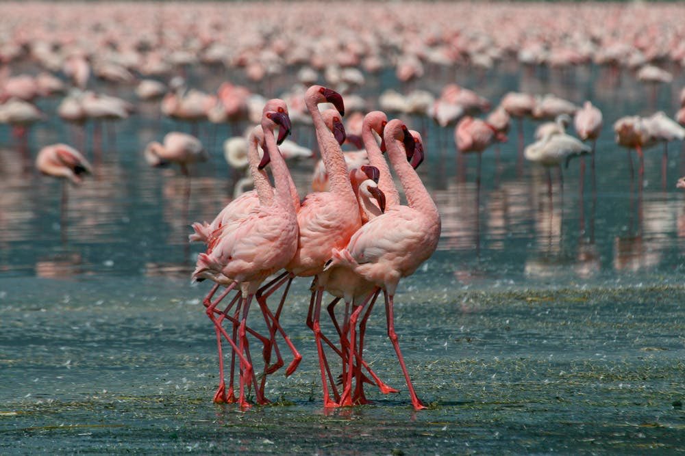 Facts_of__live's tweet photo. The majority of lakes where flamingos live have extremely high salt concentrations. The only source of fresh water for some of these birds comes from boiling geysers. Flamingos are capable of drinking water at temperatures that approach the boiling point. #Flamingos, #facts https://t.co/uTJmvyvCEx