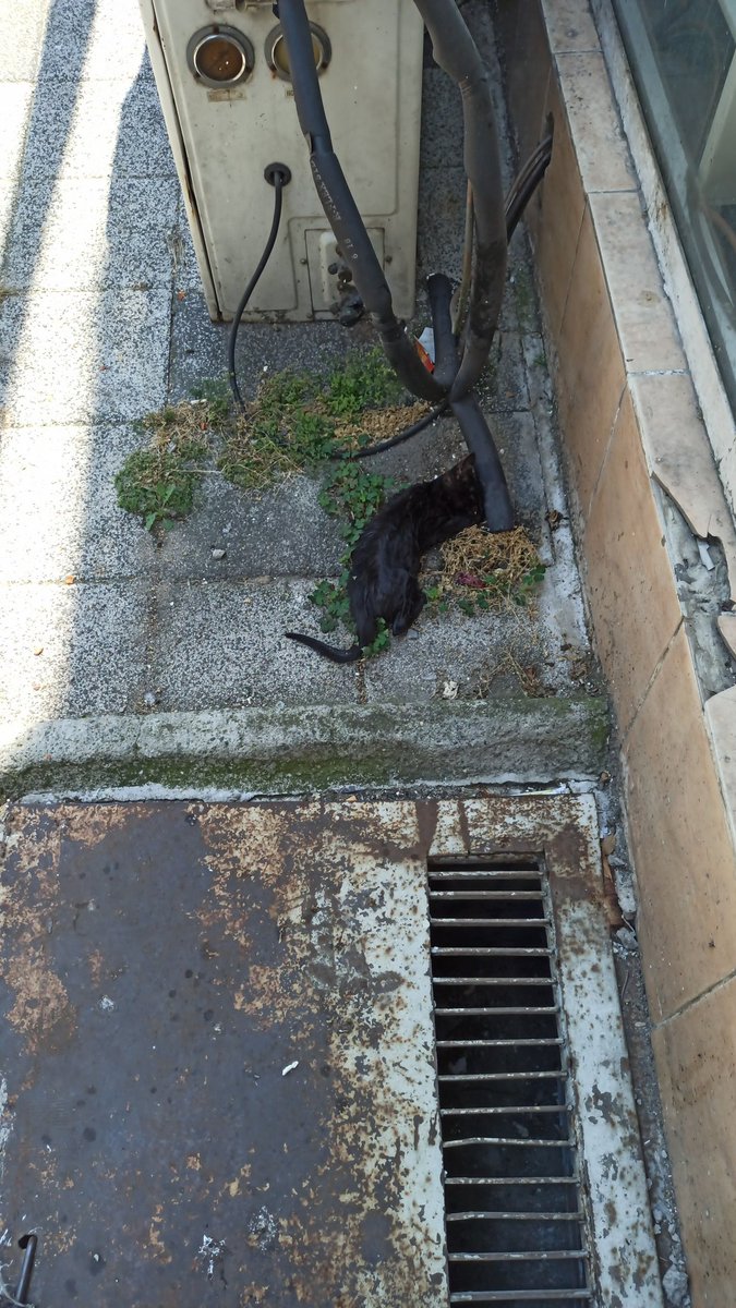 Bberraksu's tweet photo. @kadikoybelediye Acıbadem Mah Asafbey Sok No 5 can çekişen bir kedi vardır. İlgili birimlerin gereğini yapması ihbar olunur. https://t.co/SNdSHIy51B