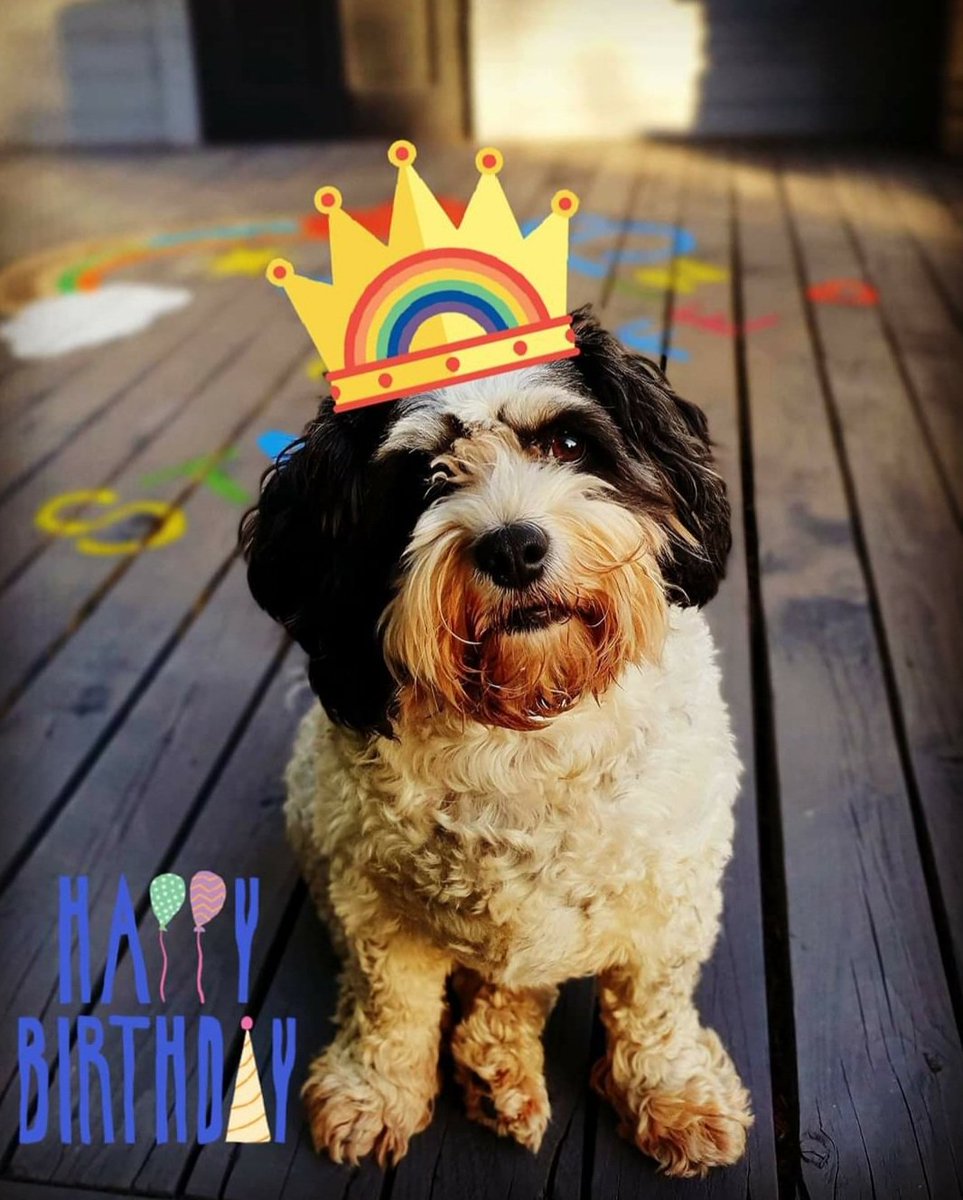 DonnaHamill2's tweet photo. Happy 6th Birthday to my Elvis 🎈🎉🎁 https://t.co/5bYA9onzQE