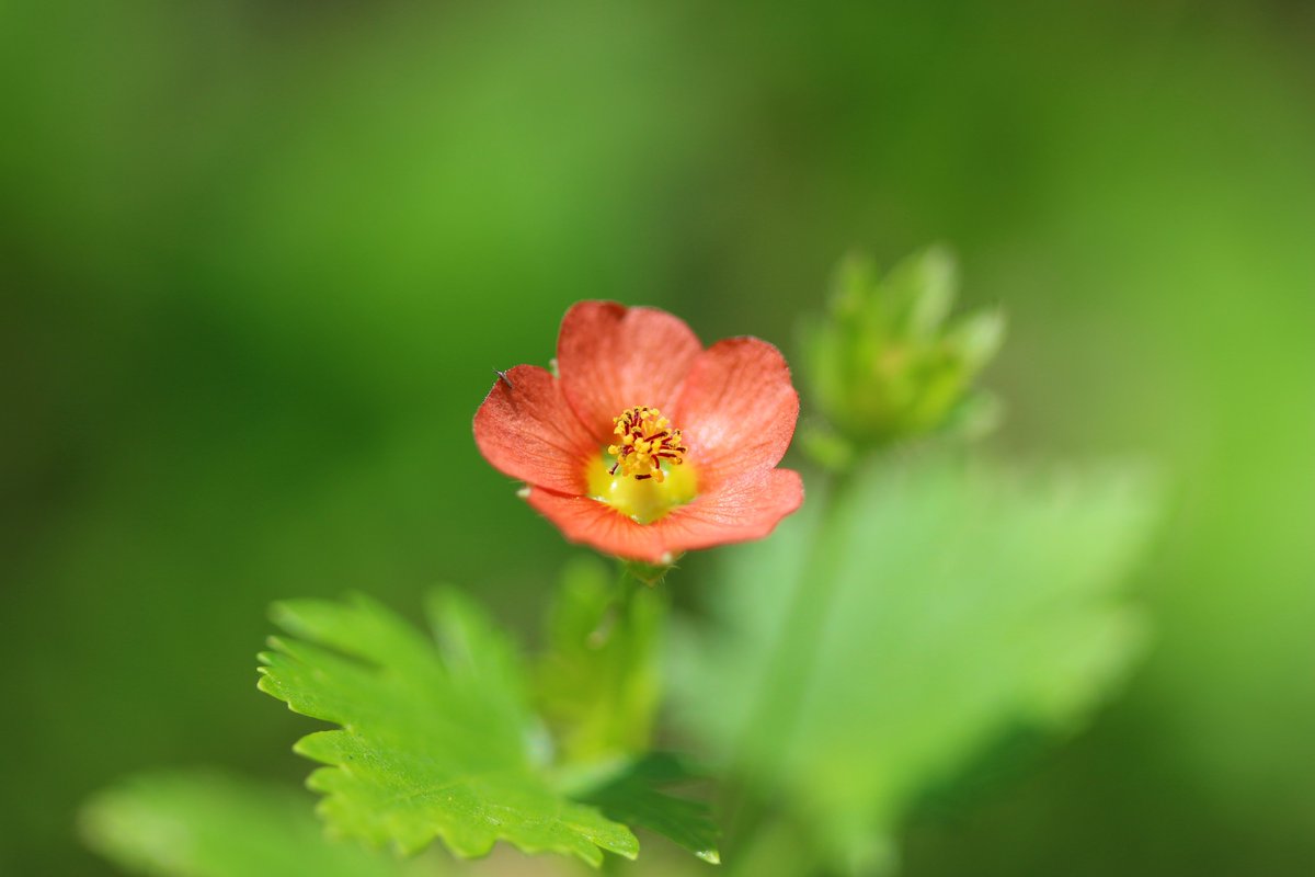 Maririn 帰化植物 キクノハアオイ 菊葉葵 名前の通り花はアオイ科の特徴あり 葉は菊に似ています 花は1 程度ととても 小さい 道端の草むらに点々と生えていました キクノハアオイ 帰化植物 野草