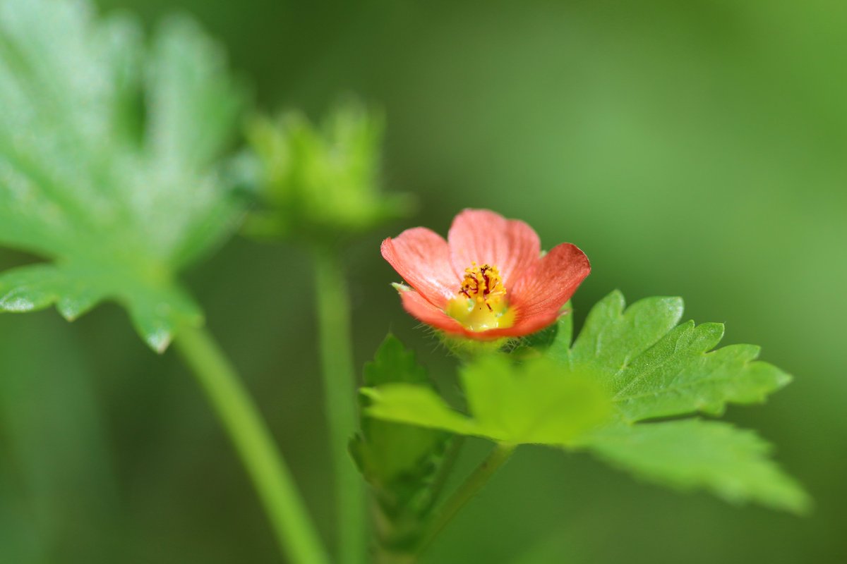 Maririn 帰化植物 キクノハアオイ 菊葉葵 名前の通り花はアオイ科の特徴あり 葉は菊に似ています 花は1 程度ととても 小さい 道端の草むらに点々と生えていました キクノハアオイ 帰化植物 野草