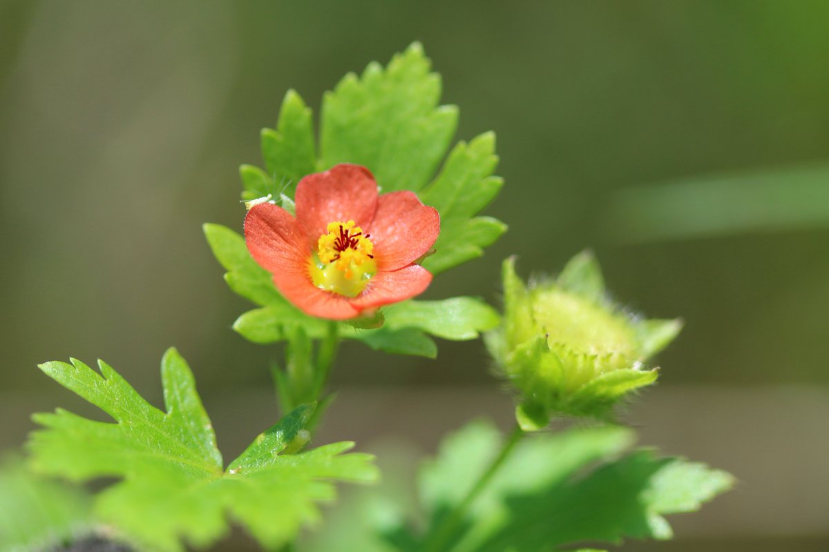 Maririn 帰化植物 キクノハアオイ 菊葉葵 名前の通り花はアオイ科の特徴あり 葉は菊に似ています 花は1 程度ととても 小さい 道端の草むらに点々と生えていました キクノハアオイ 帰化植物 野草