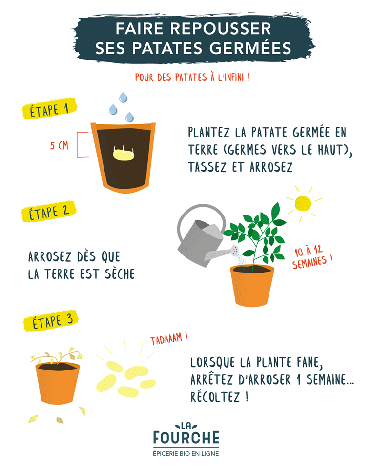 mumyassmatminut's tweet photo. Le #FLTM (Fais Le Toi Même) #DIY du #weekend!☀️
Une activité sympa à mettre en place avec les petits!
et en plus on va leur apprendre à manger ce qu'ils récoltent pour une future activité cuisine autour de la pomme de terre. #Bondimanche!😋#MuMy https://t.co/GwMpnp6q26