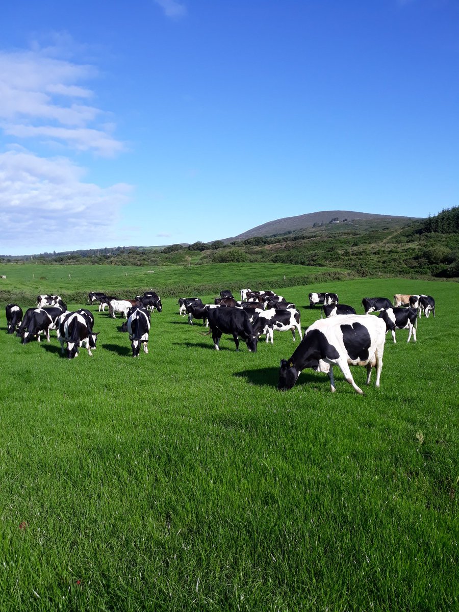 2pintpaddy's tweet photo. The girls were left into the new Abergain grass this morning 😀. Once they have grazed it out , il graze it every 14 days for the next 2 to 3 grazings to promote tillering #Reseeding2020 #Abergain https://t.co/qmybcDdmww