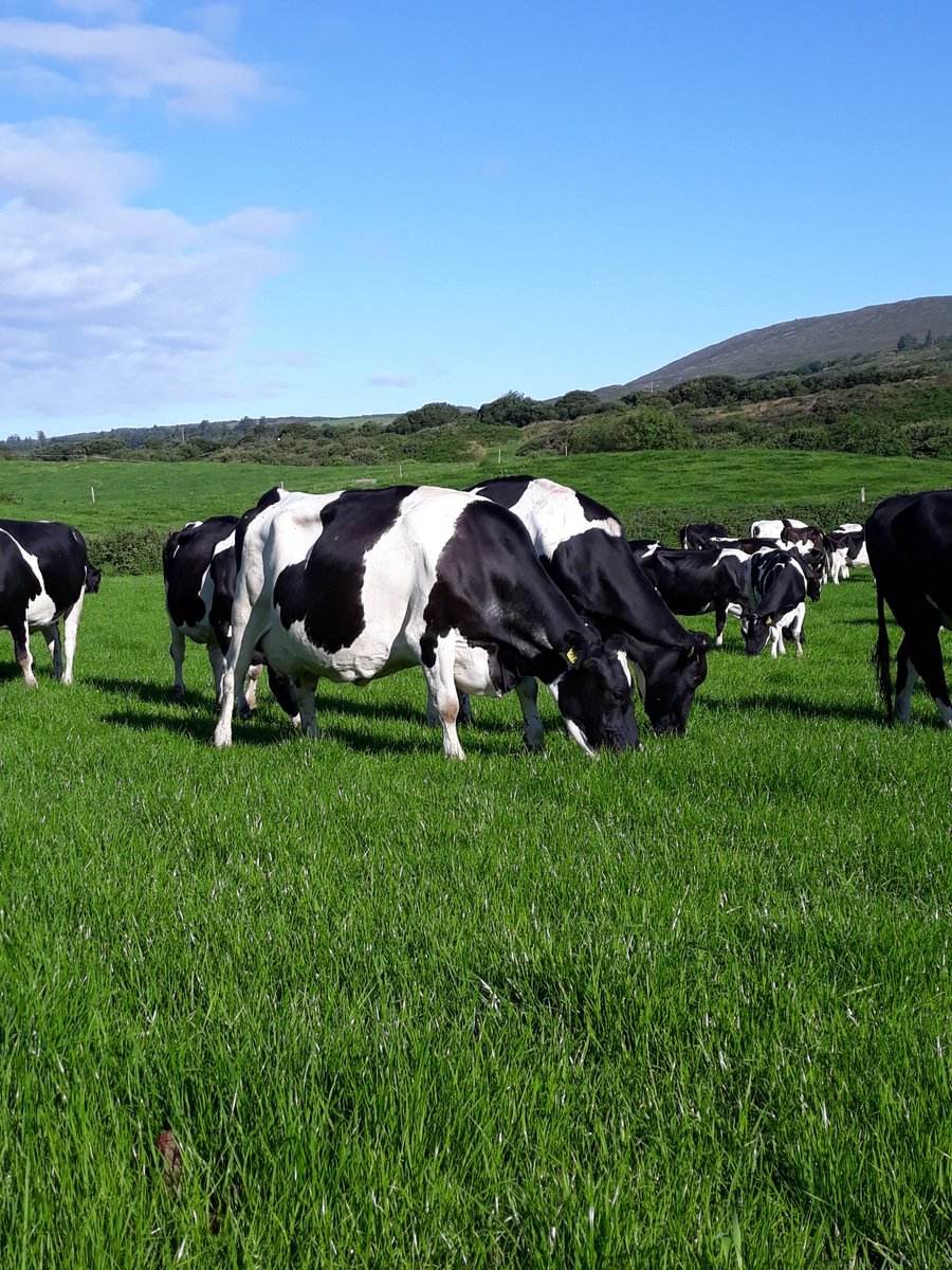 2pintpaddy's tweet photo. The girls were left into the new Abergain grass this morning 😀. Once they have grazed it out , il graze it every 14 days for the next 2 to 3 grazings to promote tillering #Reseeding2020 #Abergain https://t.co/qmybcDdmww