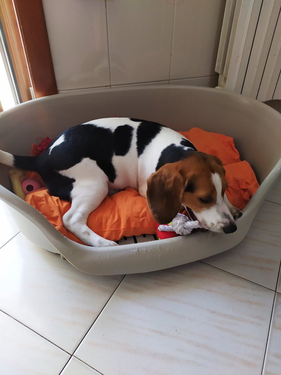 ChoiMikhail's tweet photo. X: Why is your dog's name Fairy? 
Me (#mdzsfan):.....Ops! https://t.co/fQEYVkvMfn