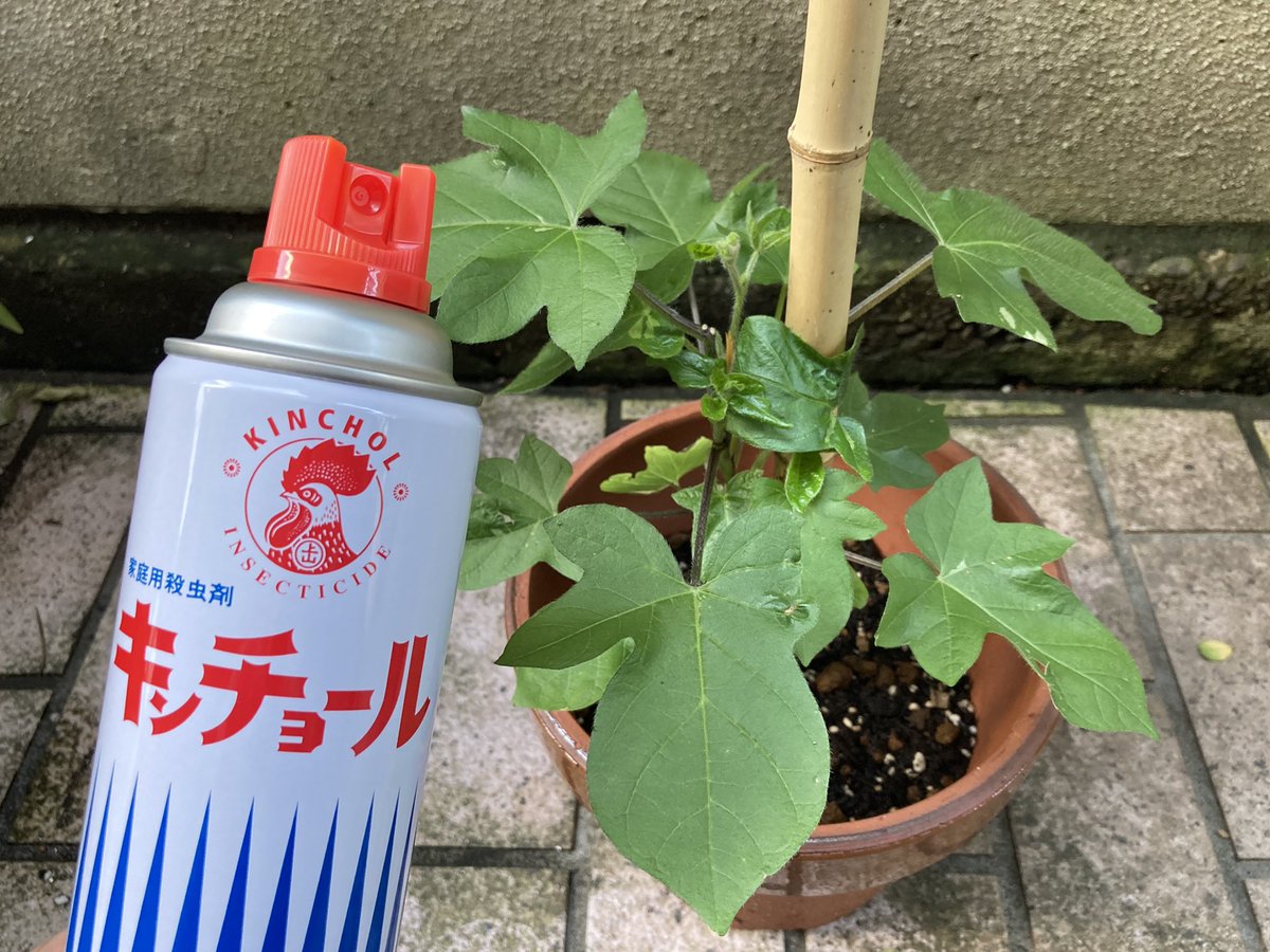 うしごめ 明日も降雨はなさそうなので対ホコリダニ兵器4剤目 キンチョール を80年代のヘアスプレーばりにぶっかけました 死滅しろ ベニカxネクスト ダニ太郎 マラソン乳剤 キンチョール 56日目 朝顔 朝顔観察日記 T Co Qpijvqeyn4 うしごめ 明日も降雨はなさそうなので対ホコリダニ兵器4剤目 キンチョール を80年代のヘアスプレーばりにぶっかけました 死滅しろ ベニカxネクスト ダニ太郎 マラソン乳剤 キンチョール 56日目 朝顔 朝顔観察日記 T Co Qpijvqeyn4