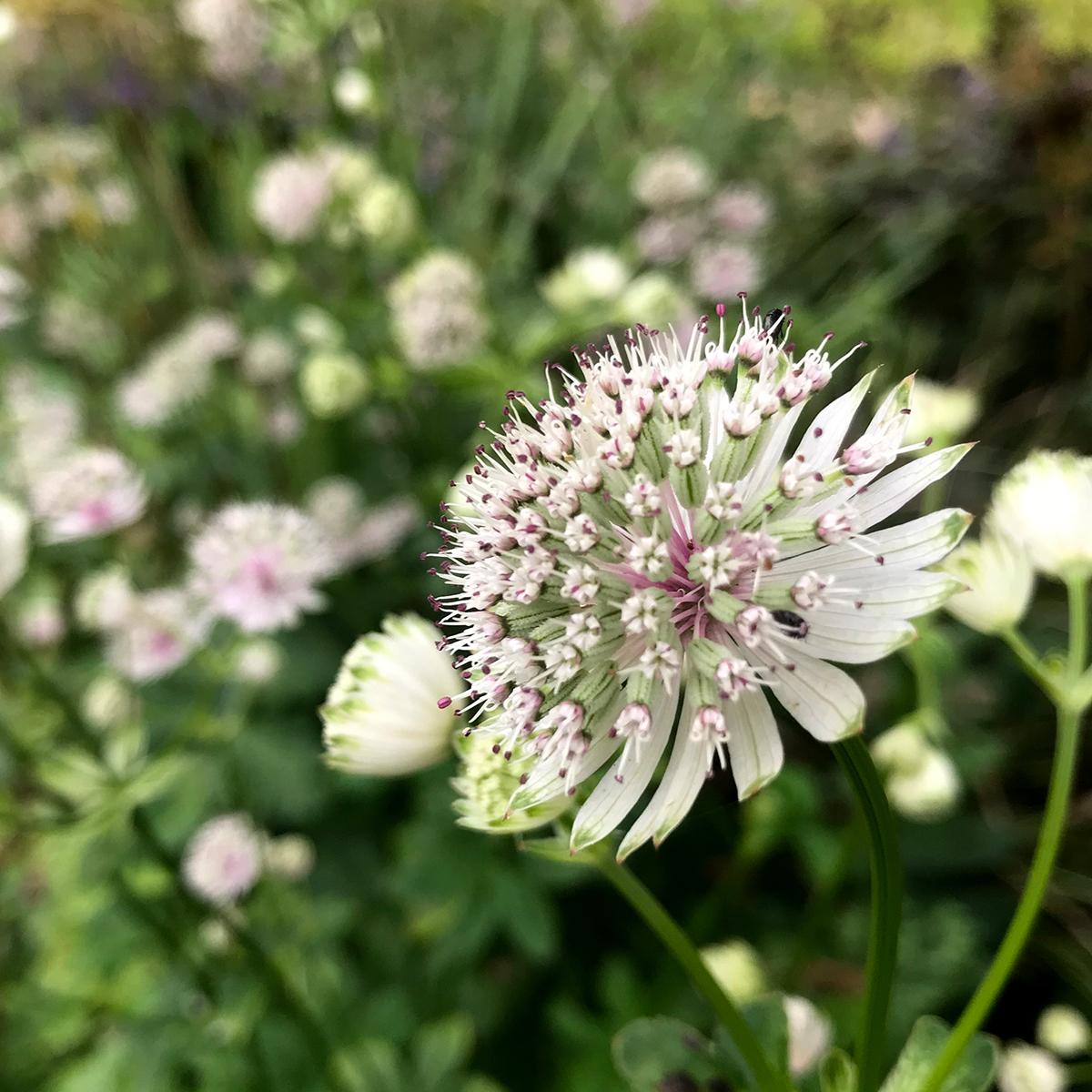 Morning all! We're open today 10.30-4 for plants like this Astrantia ‘Roma’ – a hardy perennial with long-lasting, delicate pin-cushion flowers in white, (also pale pink, dark pink &amp; red). Easy to grow, they self-seed freely, like shade and some sun, just don't let them dry out.