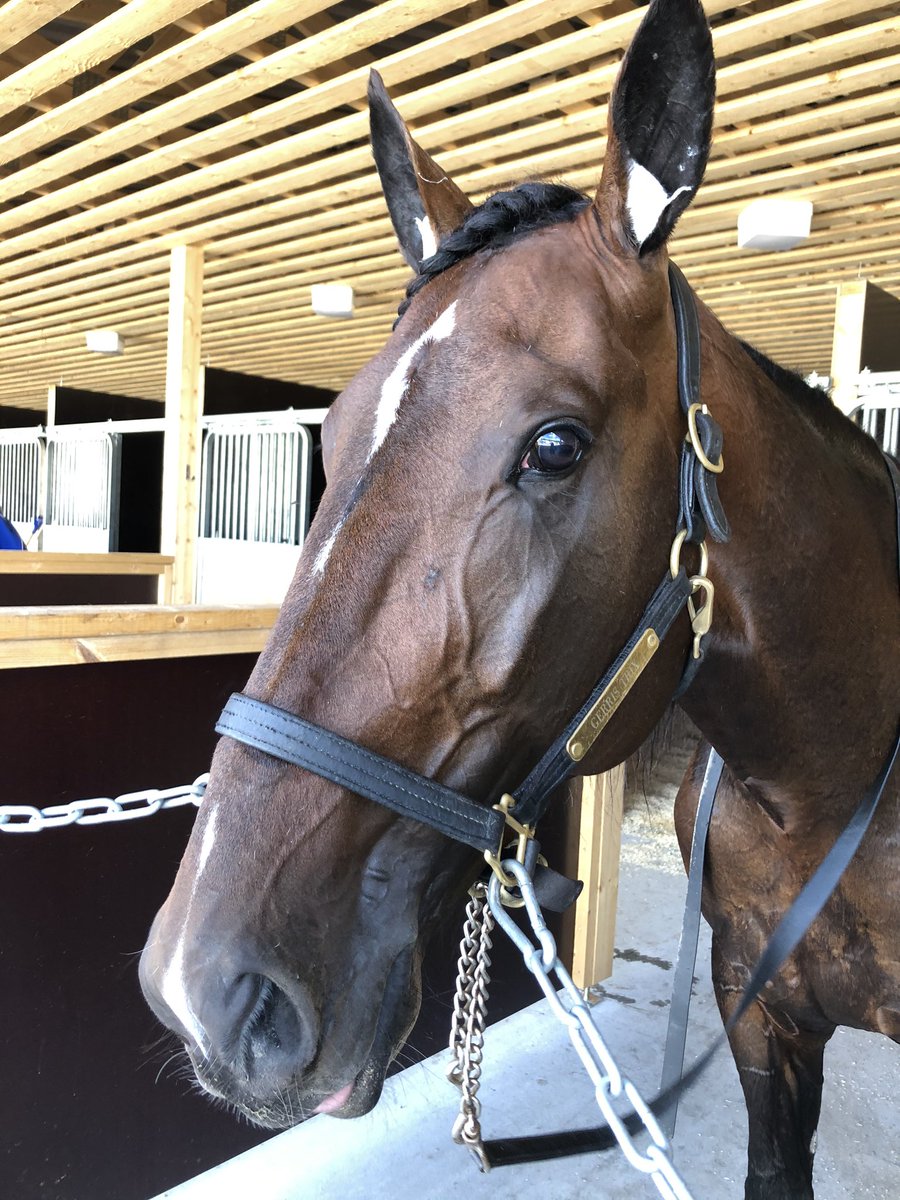 VeeraHakkaraine's tweet photo. Kiva päivä mikkelissä🥰 Gerris maililla kolmas ajalla 10,5 ja sit viel päälähdön voitto samalle suunnalle🥳 #gerristrix #nextdirection #ravit https://t.co/BloWzy26y0