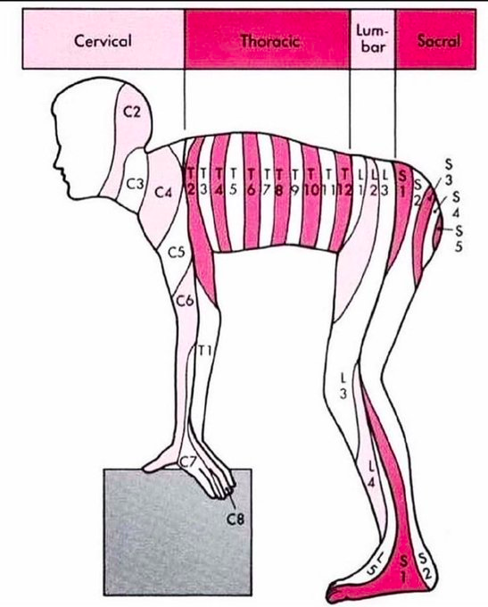 BrennanSurgeon's tweet photo. Anything to make anatomy learning easier is a bonus!!

Posted a great picture I found a while ago but today saw the variation below - And becomes even easier..

Just think zebra!!

Will have to include this in next edition of our Gray's Surgical Anatomy

https://t.co/MI9SiqsUpM https://t.co/ssxHdmYlxD