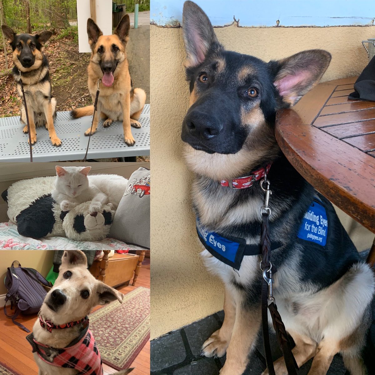 ClarkSchool's tweet photo. Sheril Hance (@UMDAero staff member) has a household full of #EngineeringPets, including cat Princess Yum Yum, 14-year old rescued pup Tinsel, released guide dog Hannah, and @GuidingEyes for the Blind pup in training Nissan. https://t.co/xZcpkmarG9