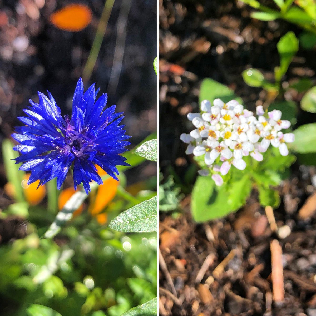 Couple new pretties in the #wildflowergarden today.🦋🐝🌺