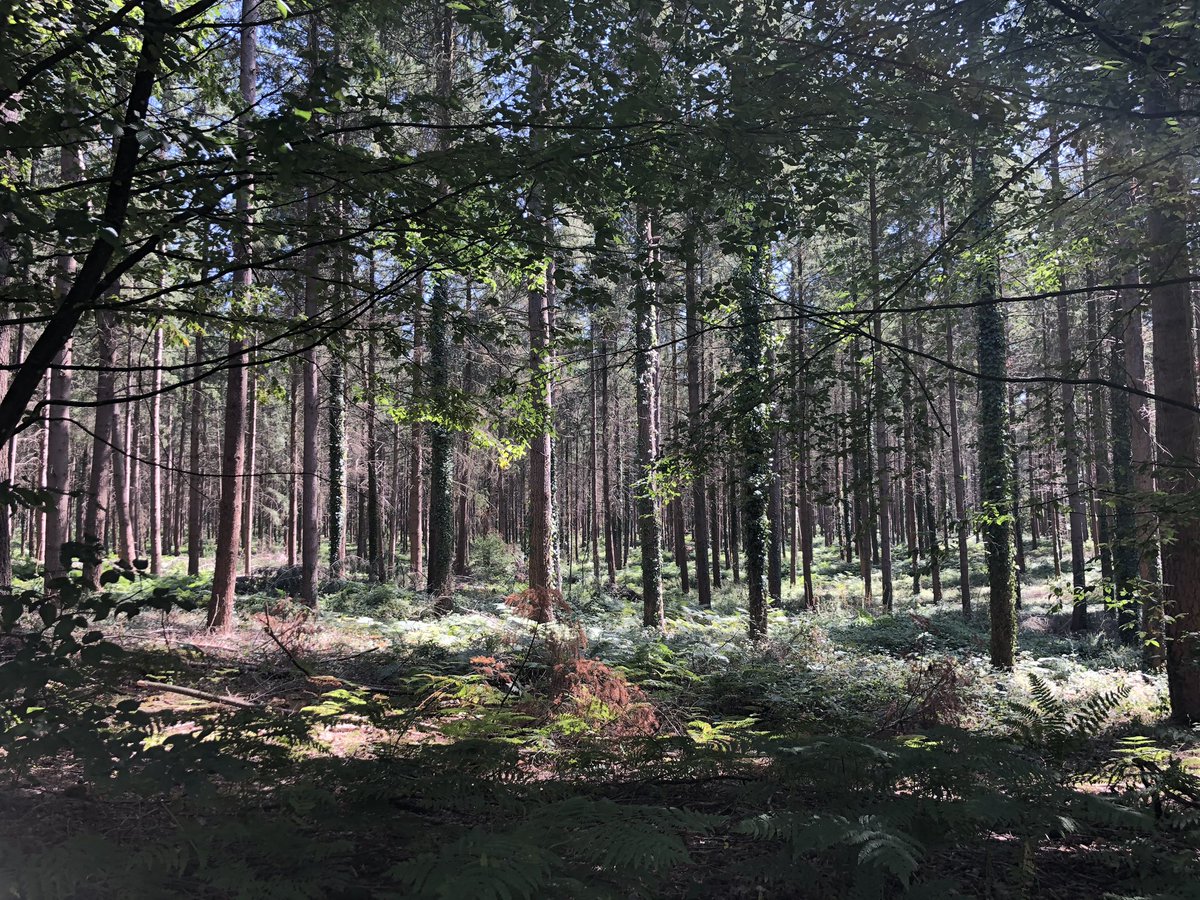 MayenneEnPhotos's tweet photo. Un peu de frais dans la forêt !

#mayenne #mayenneenphotos https://t.co/mvEjcHe8UW