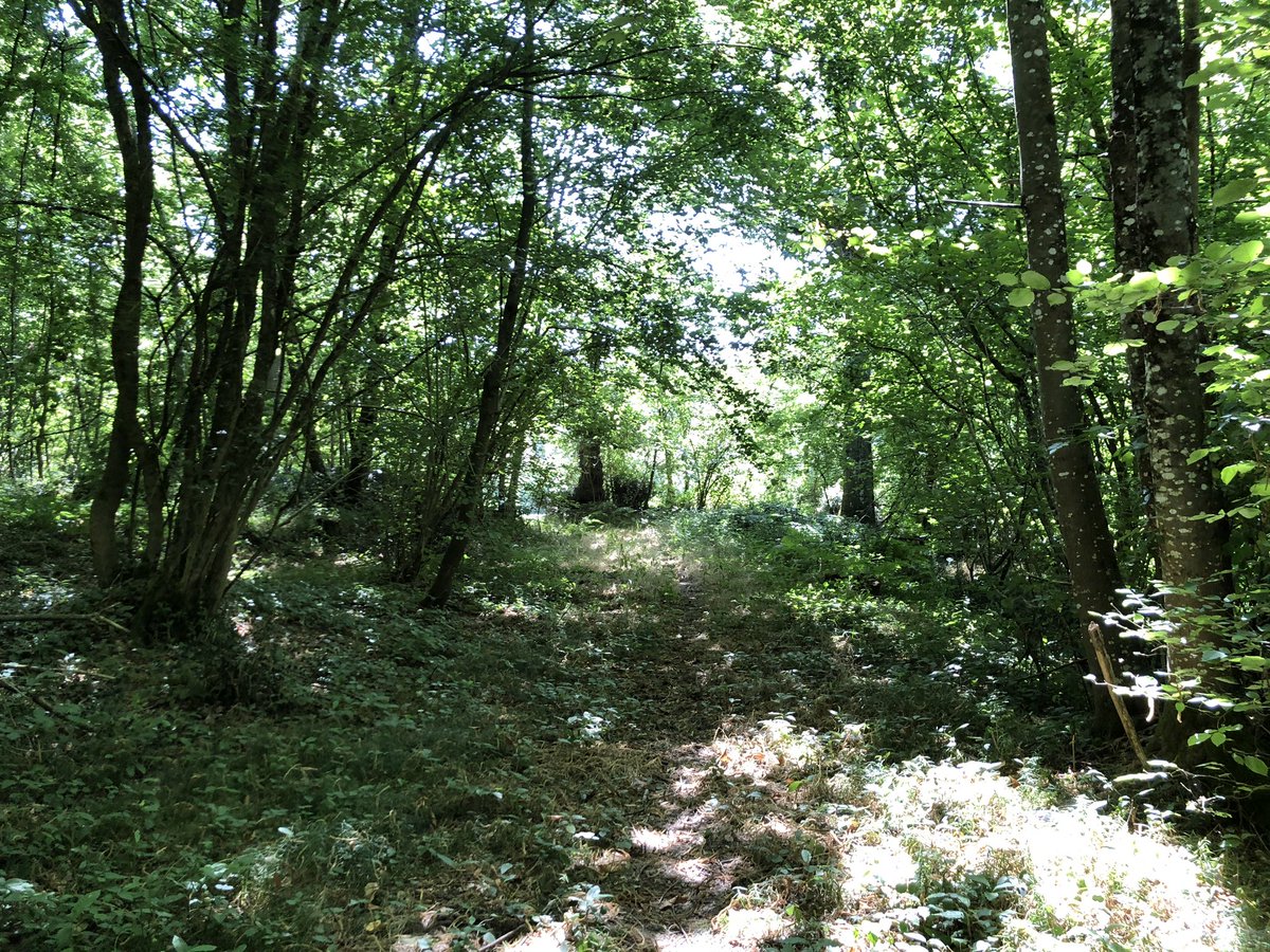 MayenneEnPhotos's tweet photo. Un peu de frais dans la forêt !

#mayenne #mayenneenphotos https://t.co/mvEjcHe8UW