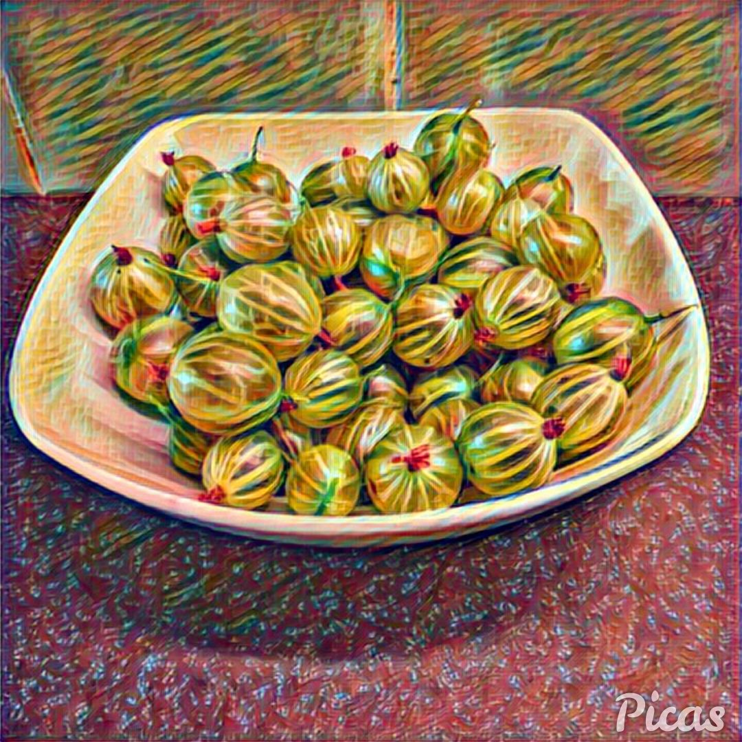 ukelelejones's tweet photo. Second crop of GooseGogs from Ukes garden 😋🍀🍈 #ForagedFruit #DessertSorted https://t.co/DG5DWOBFzP