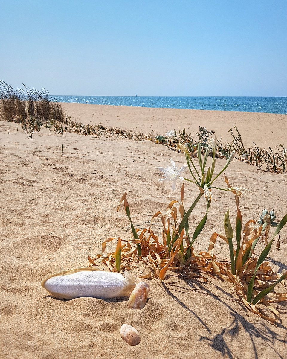 AndalusiaItaly's tweet image. Mi trovi nella foto?

Un weekend fantastico nel @PreciseRompido⭐⭐⭐⭐⭐

Un hotel in una zona di #Huelva che ancora non conoscevo!