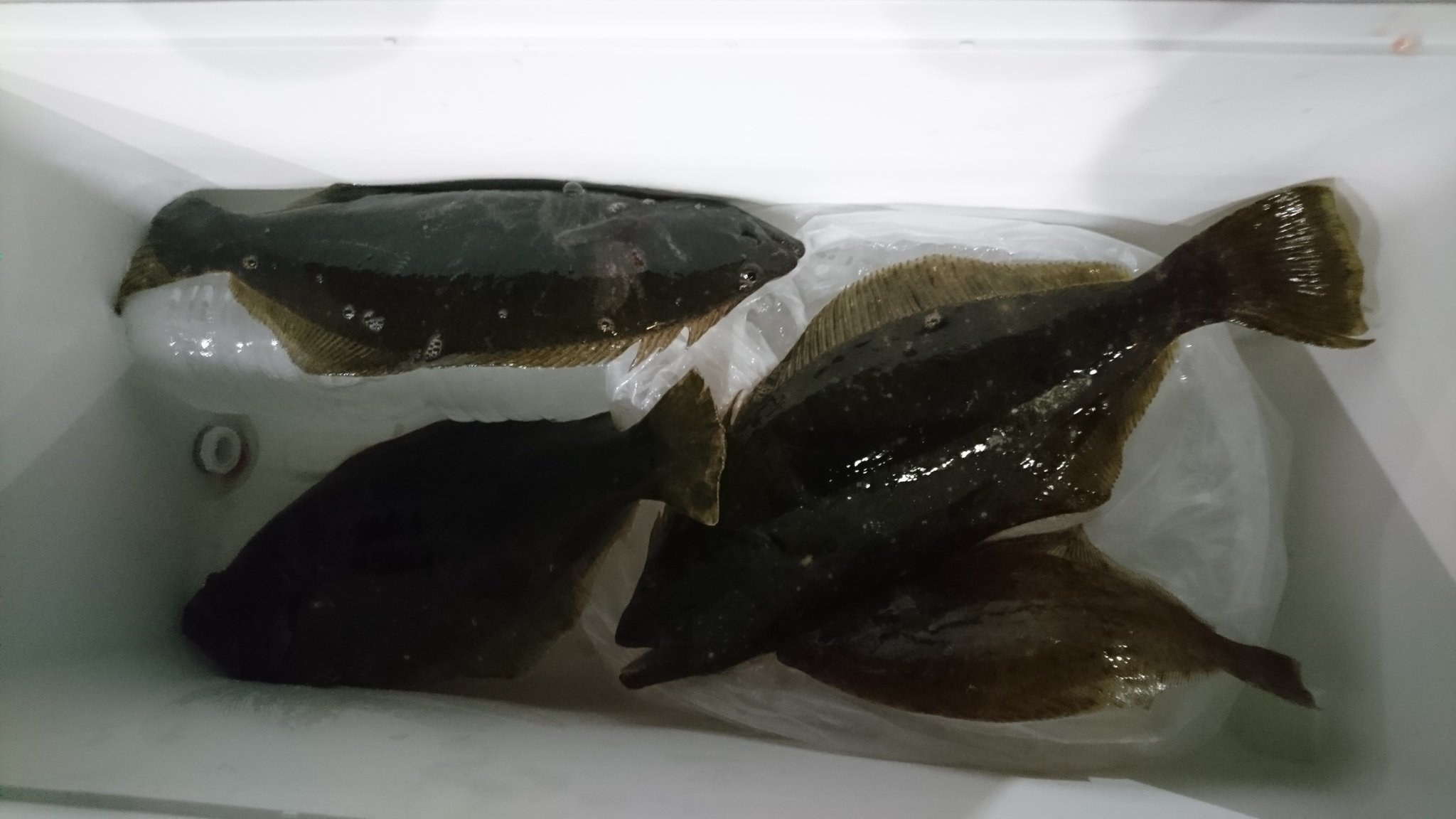 だだっっっっっっっちちょ 叩かれそうだけど恐れず 今日の釣果はヒラメ3のカレイ1 釣り場は大洗沖 那珂湊沖 8時半出船16時半沖上がり17時帰港 餌は生き餌 銀兵 冷凍イワシ イソメ 仕掛けは胴付と泳がせの2本出し Pe2号錘60号 3号錘80号 料金0円 水面 だだっっっっっっっちちょ 叩かれそうだけど恐れず 今日の釣果はヒラメ3のカレイ1 釣り場は大洗沖 那珂湊沖 8時半出船16時半沖上がり17時帰港 餌は生き餌 銀兵 冷凍イワシ イソメ 仕掛けは胴付と泳がせの2本出し Pe2号錘60号 3号錘80号 料金0円 水面