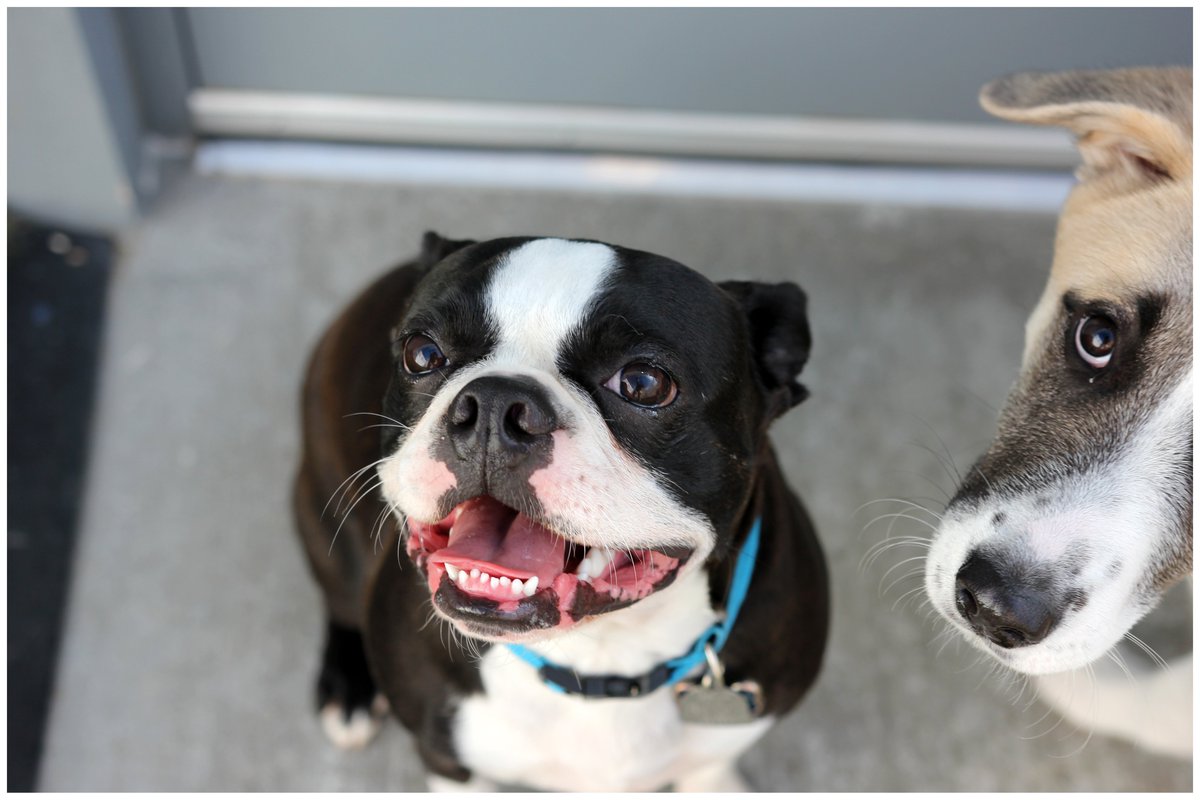 cbwsouthport's tweet photo. Life is better with Furiends. 🐶📸🐾

#INDYDOG #INDIANAPOLIS #Bostonterriersofindy #bostonterriersoftwitter #sweetface #pupcam https://t.co/NkXCQ2fMFJ