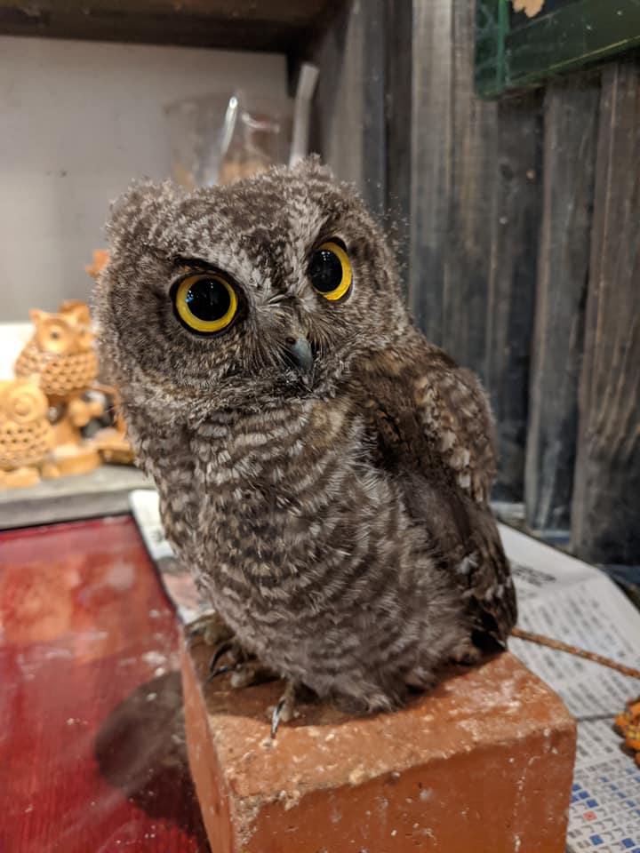 フクロウ とハリネズミ のカフェ オウルドベース Owl Cafe 猛禽屋 西日本 フクロウ 早割セール実施中 ニシアメリカオオコノハズク28万 7 26 日 まで23万円 税別 ニシアメリカオオコノハズク フクロウ 販売 価格 値段 猛禽屋 西日本