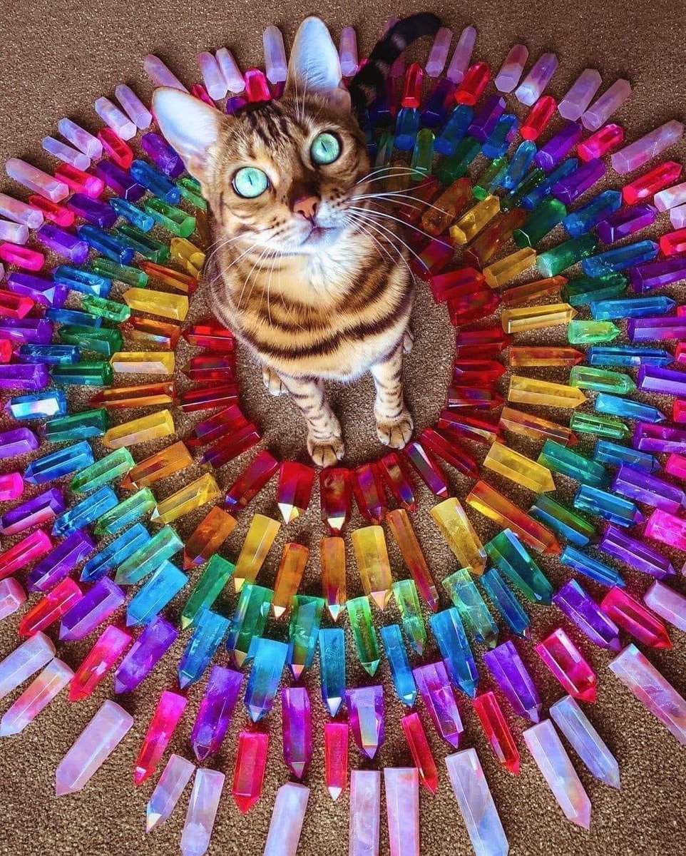 deborah_saffer's tweet photo. Just Love......UNCONDITIONALLY ππ§‘β€οΈππ #BeNice #Empathy #Faith #JOY #KindnessMatters #LaughterIsTheBestMedicine #LoveCats #LoveOneAnother #Mandela #meditation #Mindfulness #Peace #sundayvibes #Serenity #UseCompassion https://t.co/X9WQNavV50