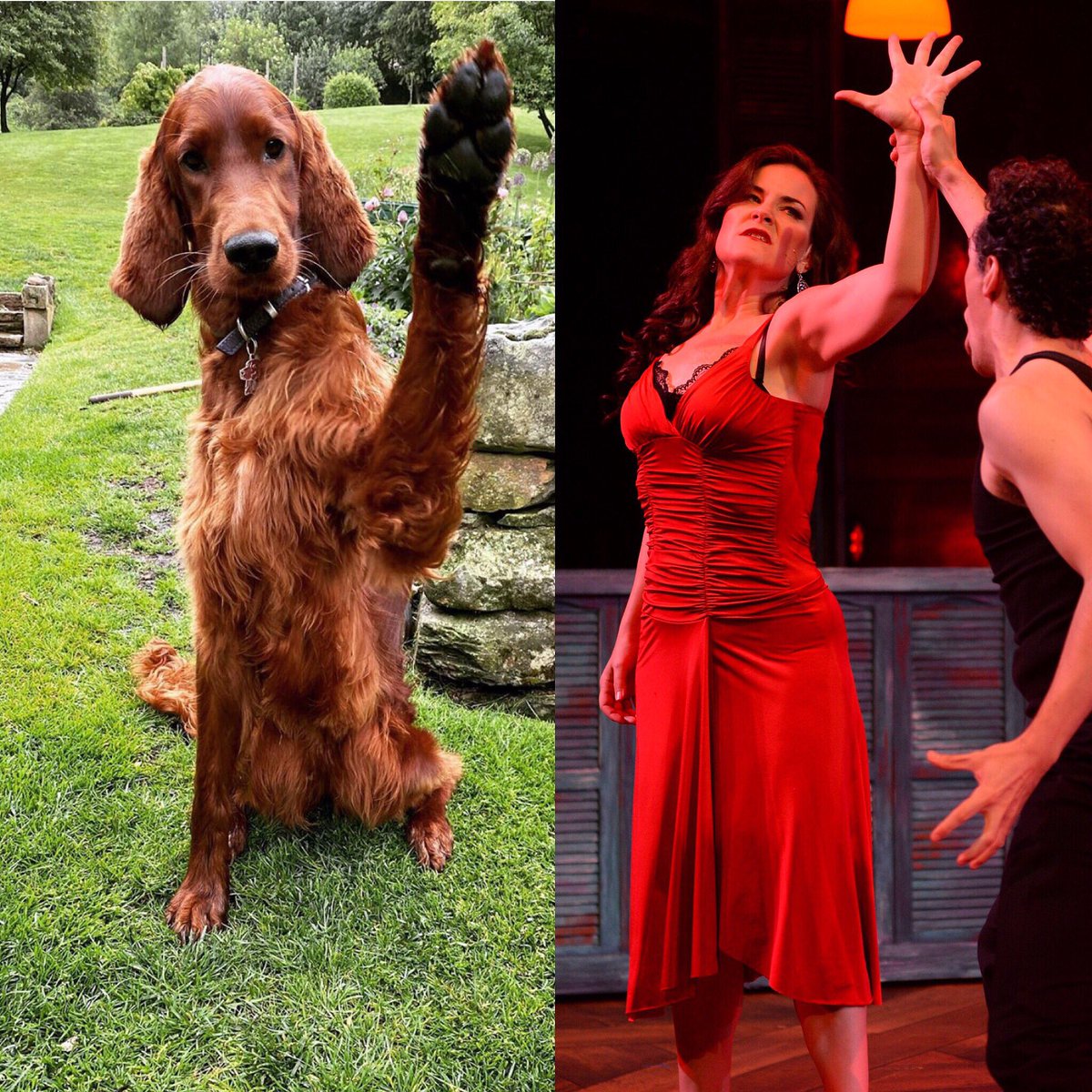 theoperadogs's tweet photo. #tfw you haven’t gotten any treats for the last five high paws the director asked for... 😒 

📸 @DesMoinesOpera / @oliveirishsetter https://t.co/GSv9r5LpgO