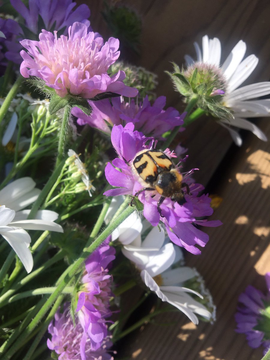ElorantaT's tweet photo. Mikä #pörriäinen se tämä on? Ensin katsoin että kukkaan pörisi #kimalainen, mutta tällä pörriäisellä onkin erikoinen #raitapaita 🐝 https://t.co/kosjbns7So