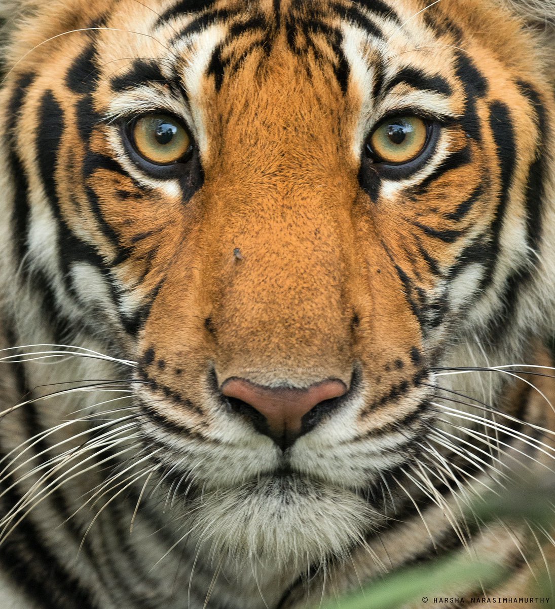 HJunglebook's tweet photo. Portrait of a young tigress from #kabini

#bbcwildlife
@AnimalPlanet @lonelyplanet @nature @incredibleindia @ParveenKaswan @susantananda3 @SudhaRamenIFS @NikonIndia @deespeak @timesofindia @IndianExpress @BBCEarth @earth @BuitengebiedenB https://t.co/TDFAoz0vhg