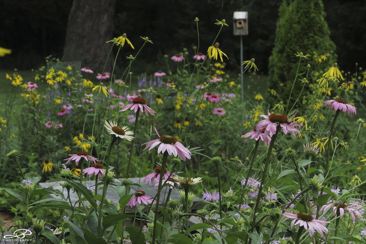 Here's the #NativeGarden on this cloudy morning.