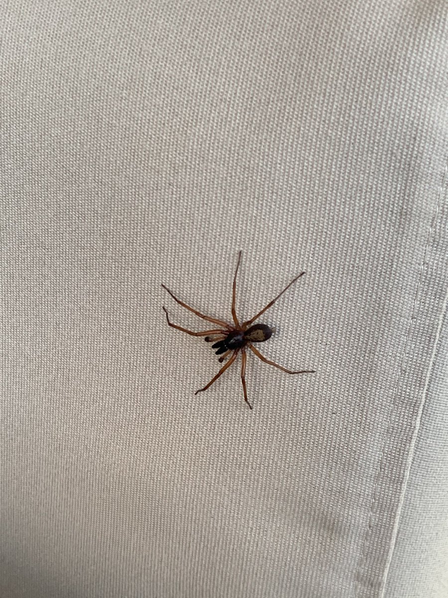 isabelgilg's tweet photo. @Arachno_Cosas ¡Buen día! ¿Sabe qué tipo de araña es? ¿Es de importancia médica? La encontré en Valle de Bravo, Edomex https://t.co/2upzzTD7Rk