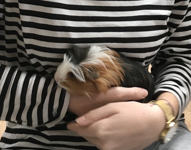 HaddonPigs's tweet photo. Back when Marshmallow was a tiny baby, he’s definitely on a post lockdown diet now... @Haddon_Primary 🐹 https://t.co/zsuej75DyB