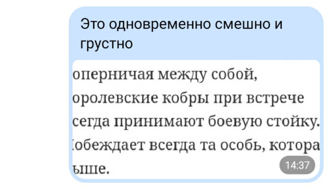 GaysRoyal's tweet photo. Альто все такой же мелкий чилипиздрик, даже Эпон несколько выше его. А вот хвост, в который могут сростаться его ноги, длинный, что будь здоров https://t.co/Fjvxd6VUYR