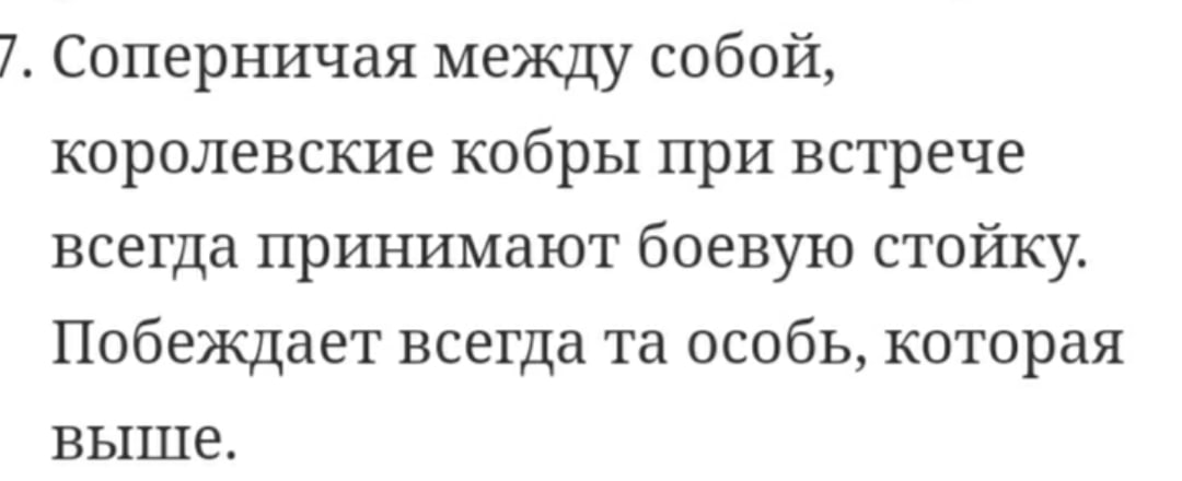 GaysRoyal's tweet photo. Альто все такой же мелкий чилипиздрик, даже Эпон несколько выше его. А вот хвост, в который могут сростаться его ноги, длинный, что будь здоров https://t.co/Fjvxd6VUYR