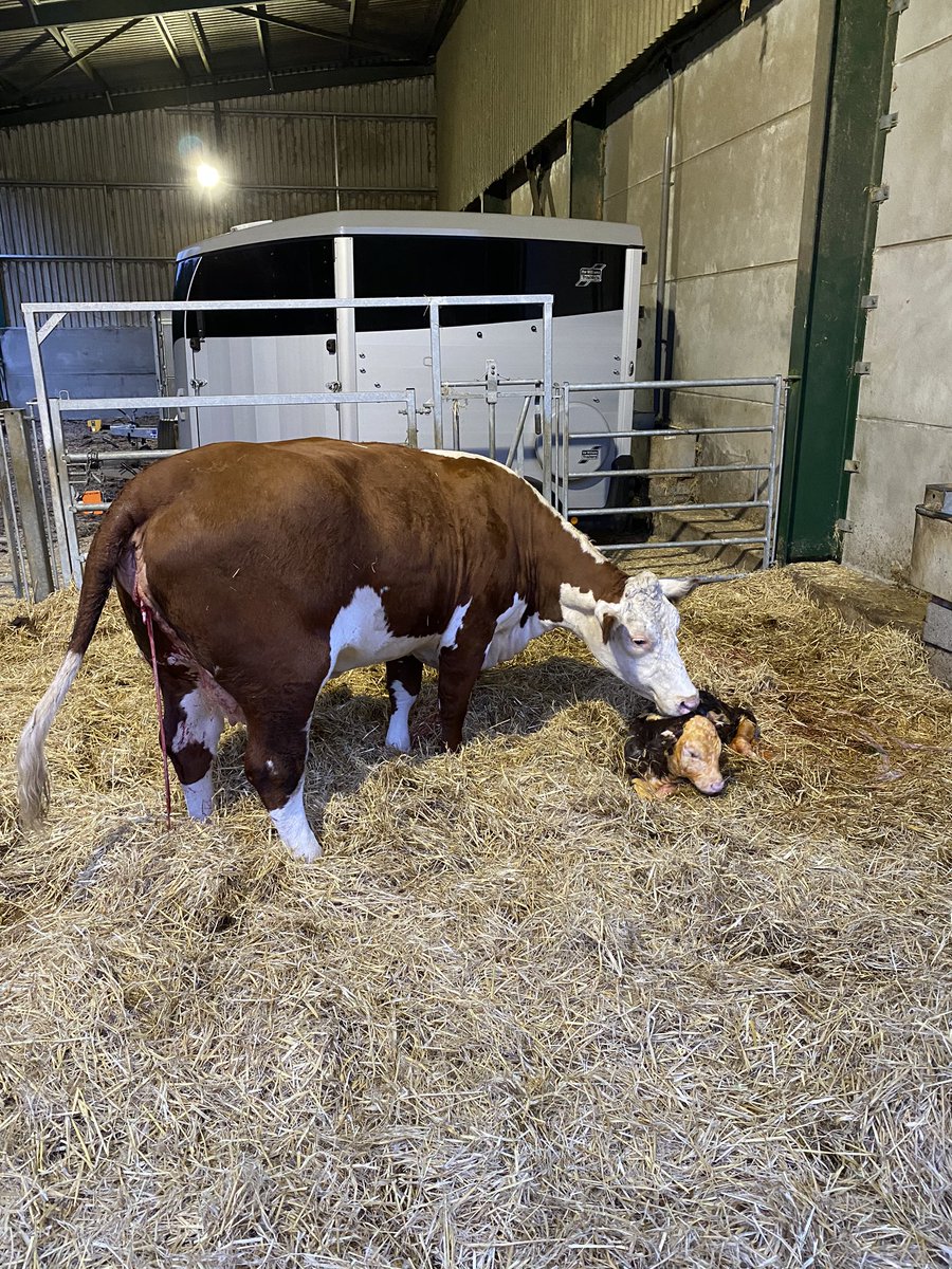 Bull calf born this morning out of <a href="/PulhamHerefords/">Philip Vincent</a> Dowager 4th who we purchased at the designer genes sale. Calf is by Shiloh Farm Elite. Mother doing great, plenty of milk and calf up within the hour. #herefords <a href="/UKHerefords/">Hereford Cattle UK</a> <a href="/IrishHereford/">Irish Hereford</a>