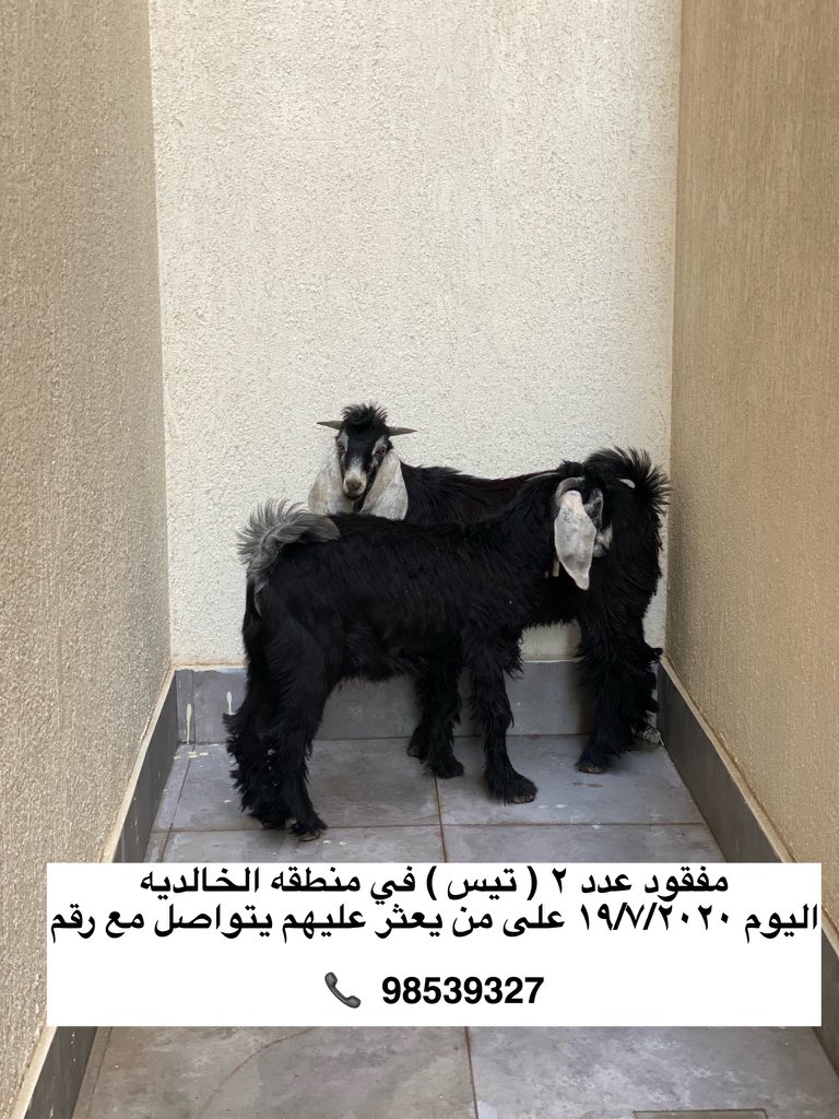 KuwaitLF's tweet image. مفقود عدد ٢ ( تيس ) في منطقه الخالديه اليوم ١٩/٧/٢٠٢٠
على من يعثر عليهم يتواصل مع رقم 

98539327 📞
#مفقودات_الكويت