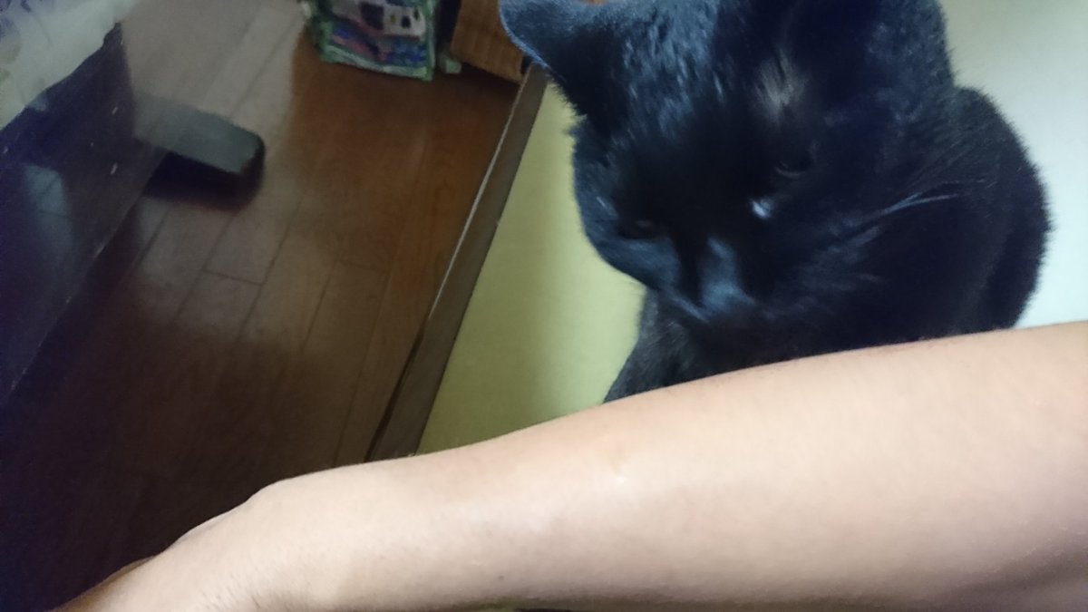 毎日お留守番の子へのお手当ては
『ちゅーる』
大好き
…(/ー￣;) 100本 （50本✖️2）
買ってしまいました
毎日、残します…
#ちゅーる海外向け限定パック
#人間はごまかせても猫の舌はごまかせません
#INABAちゅーる
#黒猫
いつもの買ってこよう…