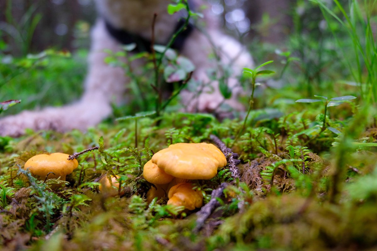 Petra_C_M_P's tweet photo. Meins! ๐พ๐พ
Hab ich bei @SpechtBettina gelernt. ๐ค Kochen tut die mein Personal.
#dogsmonthly #wholedogjournal #eierschwammerl #chanterelle https://t.co/ZuCQaH4L5z