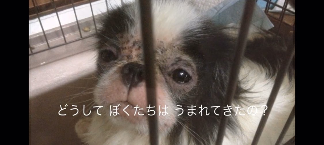 ラズおじさん 数値規制 長年犬猫のレスキューされてるボランティアさんが作った動画 少しだけかわいそうな写真がありますが 勇気を出して見ていただけたら嬉しいです 見終わると心に悲しさだけでなく温もりが残ります 作者の優しさ溢れてます 殺処分
