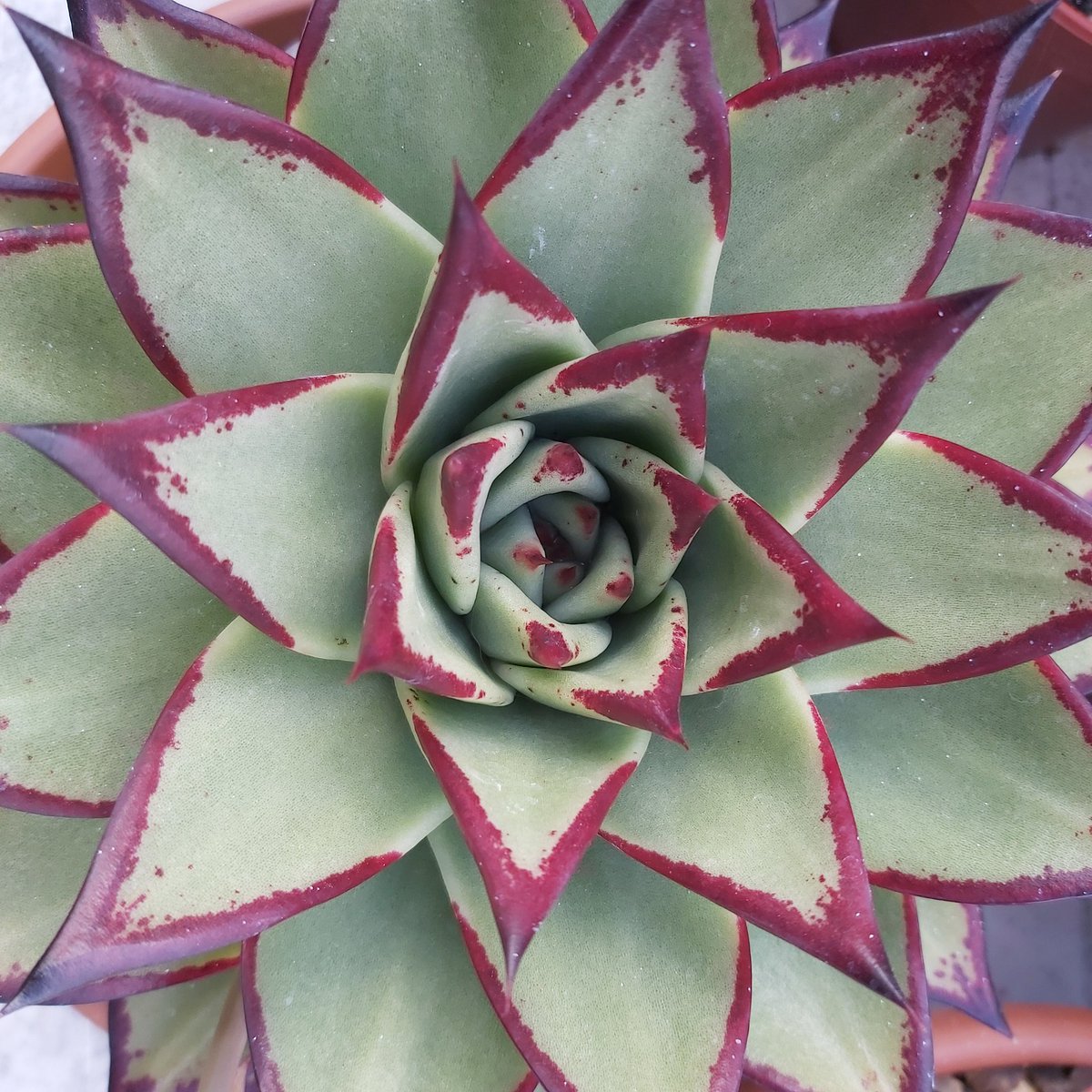 Due to Covid19 we think it best to cancell our Open Day planned for 25th July. Contact us via website for an appointment to visit the nursery should you wish to buy plants, or see our new webshop. Ottershawcacti.com